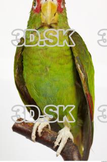 Amazon white-fronted - Amazona albifrons 0003